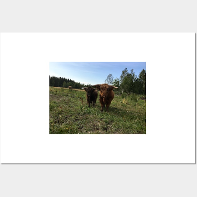 Scottish Highland Cattle Bulls 1498 Wall Art by SaarelaHighland